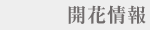 開花情報