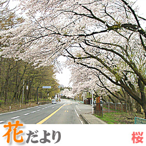 桜
