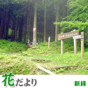 新緑