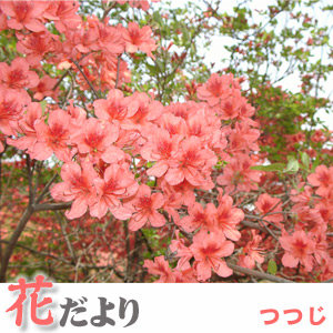 湯めぐり