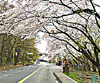 桜サムネイル