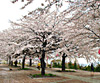 桜サムネイル